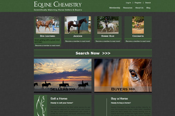 custom website design